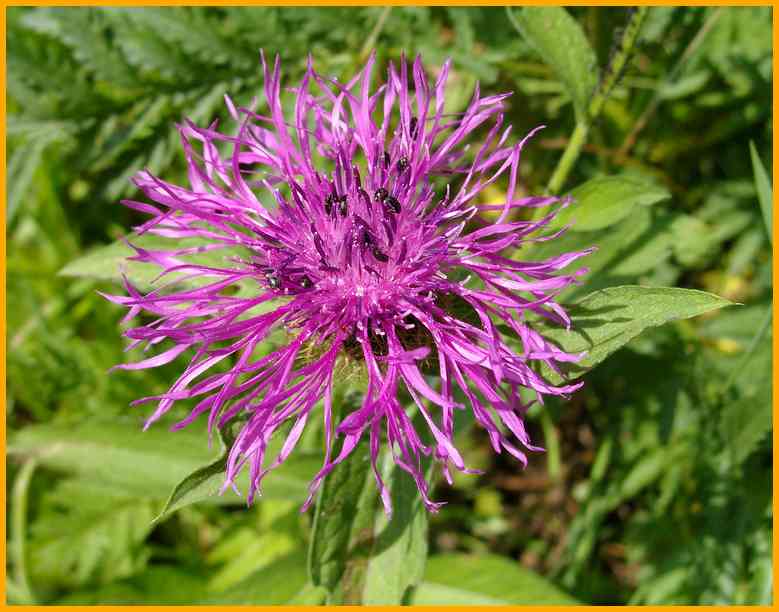 Perücken Flockenblume